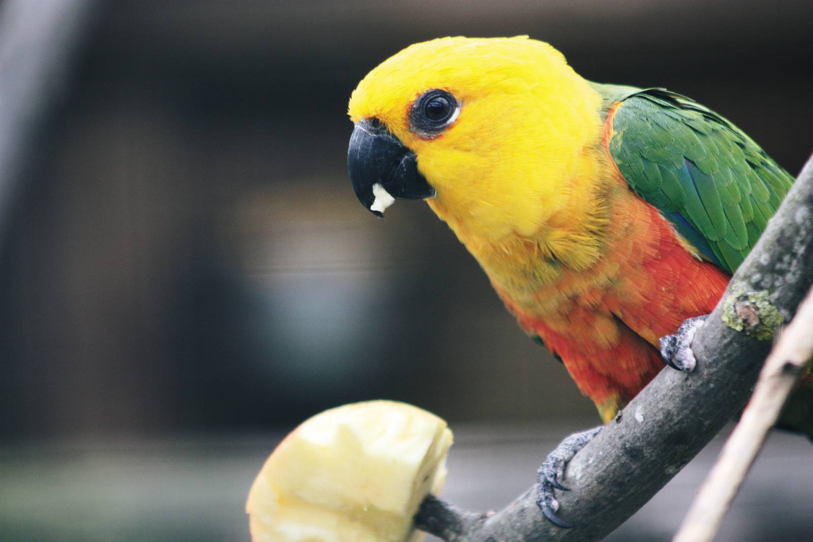 Parrot-fest 6th September 2010