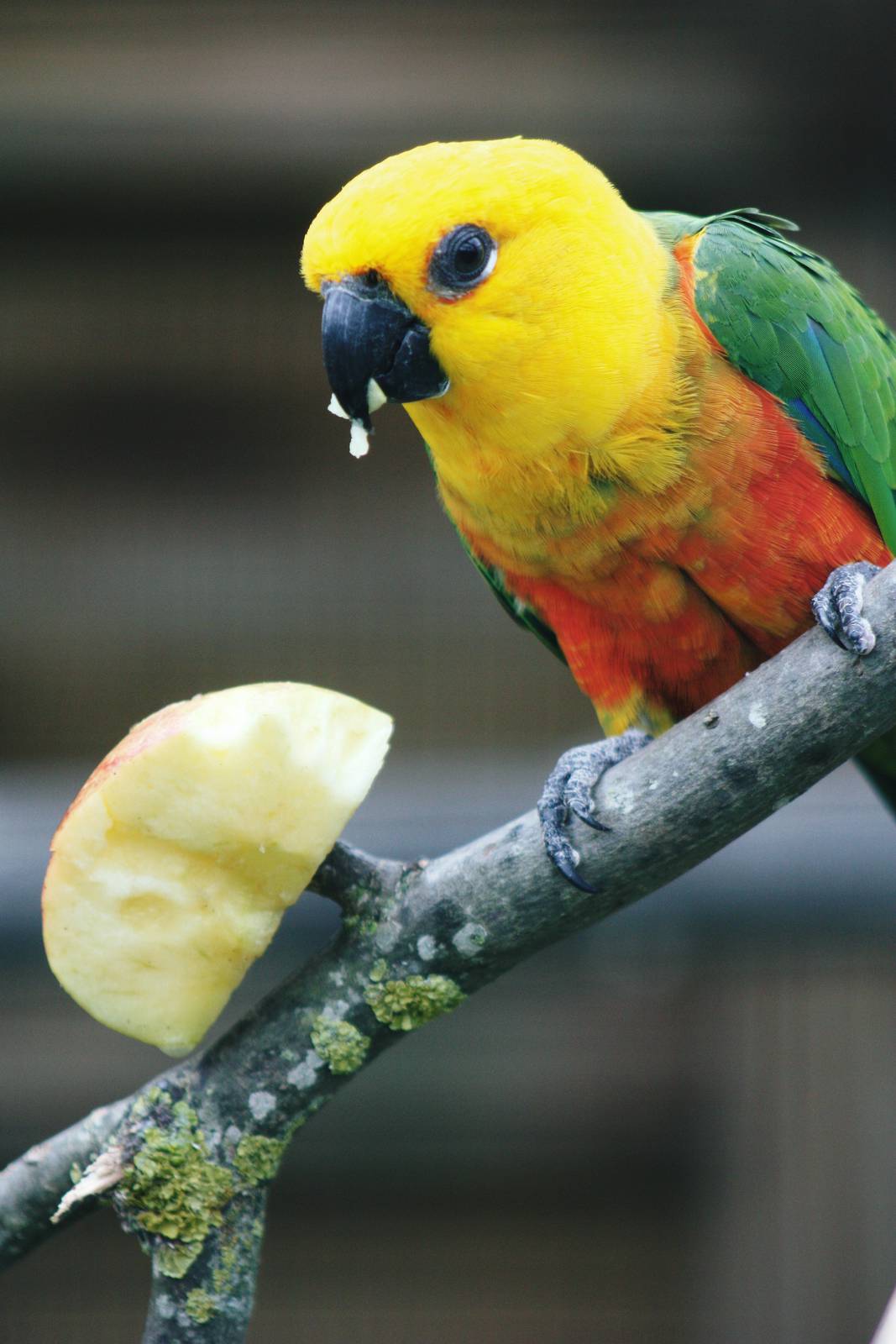 Parrot-fest 6th September 2010