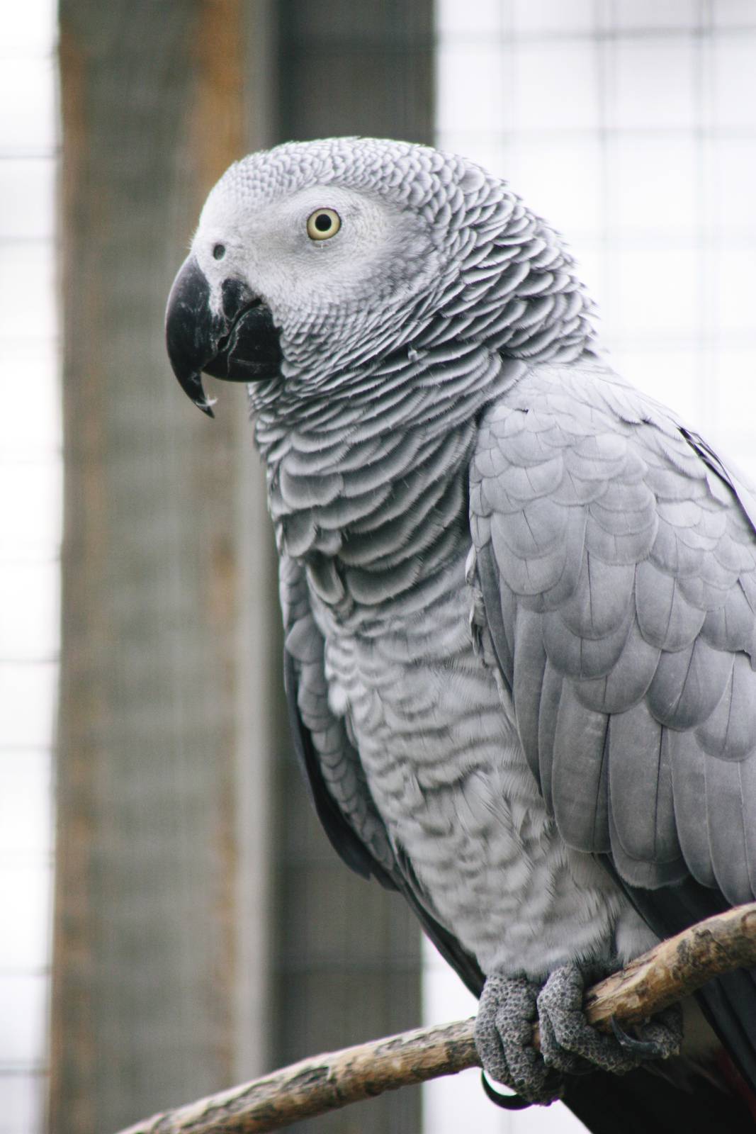 Parrot-fest 6th September 2010