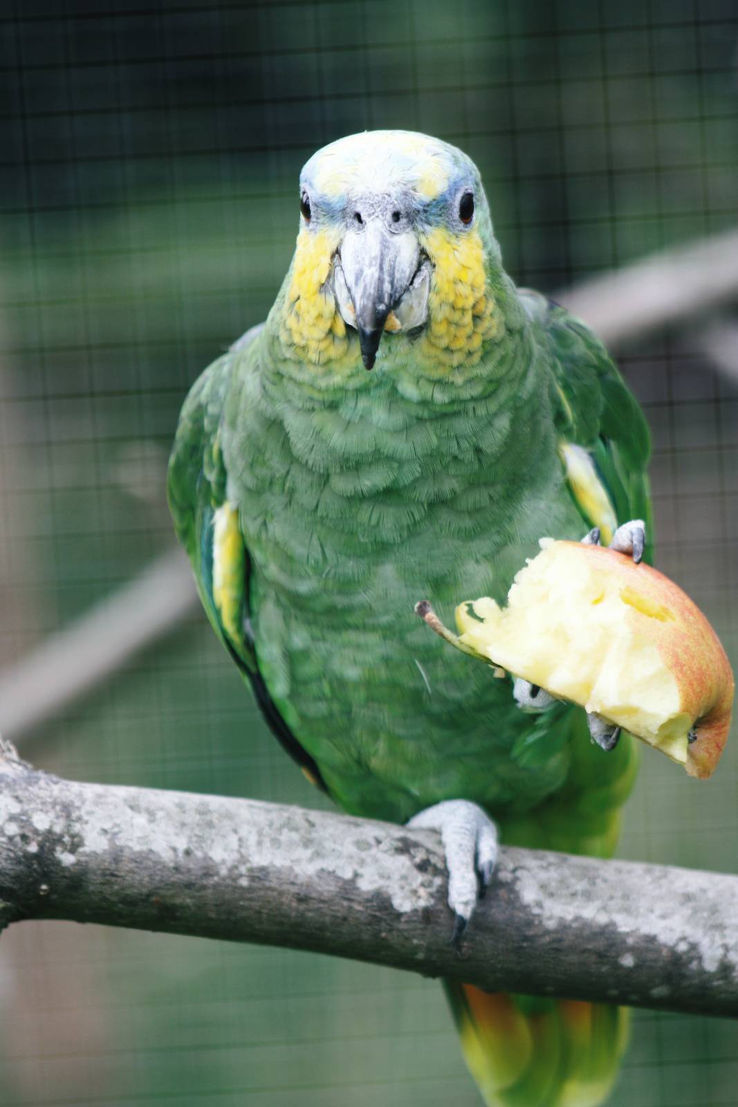 Parrot-fest 6th September 2010