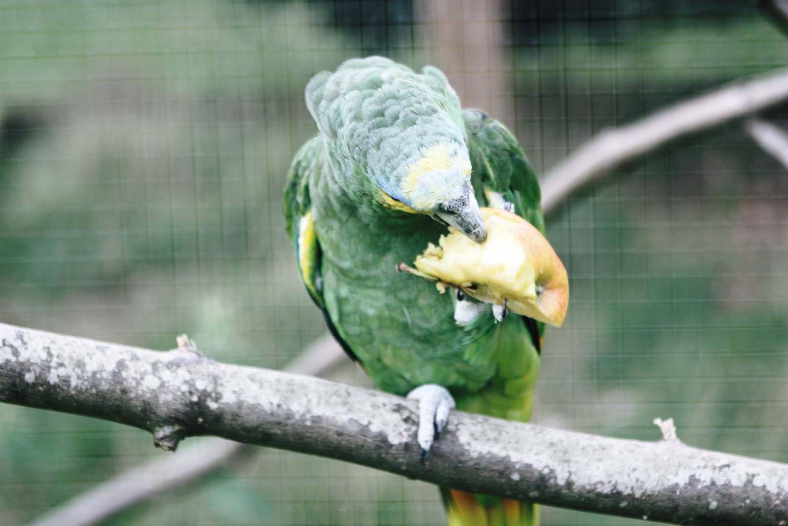 Parrot-fest 6th September 2010