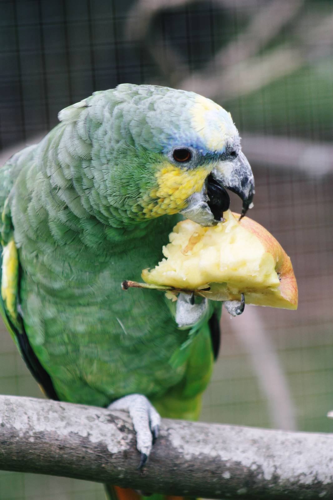 Parrot-fest 6th September 2010