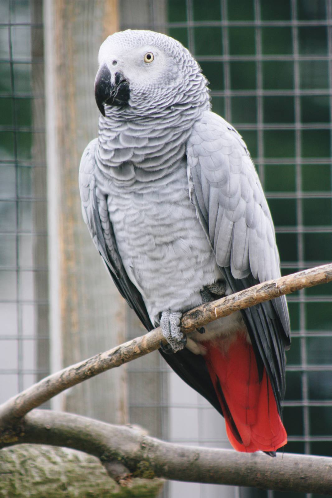 Parrot-fest 6th September 2010