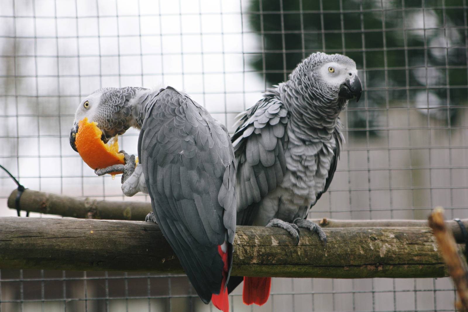 Parrot-fest 6th September 2010