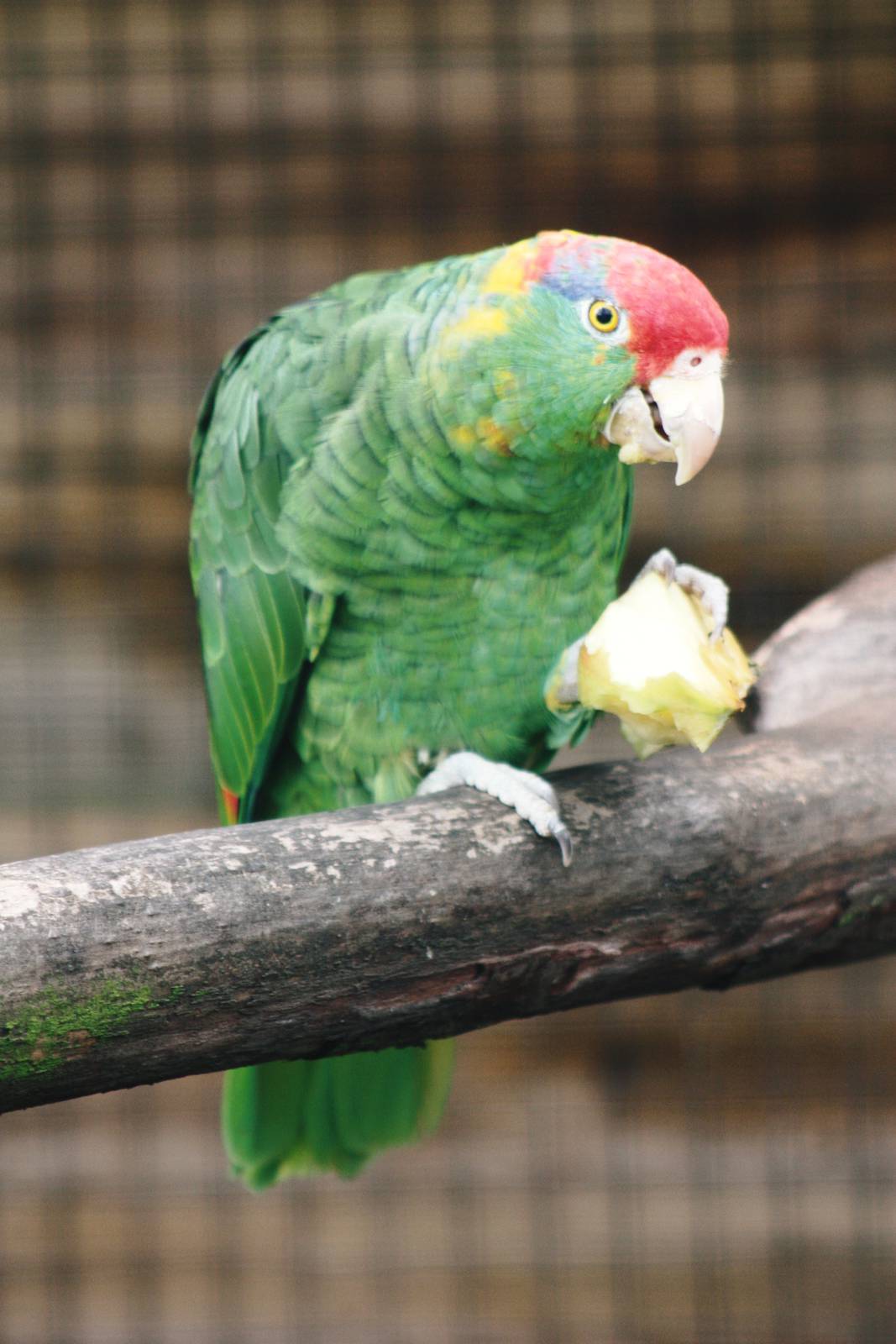 Parrot-fest 6th September 2010