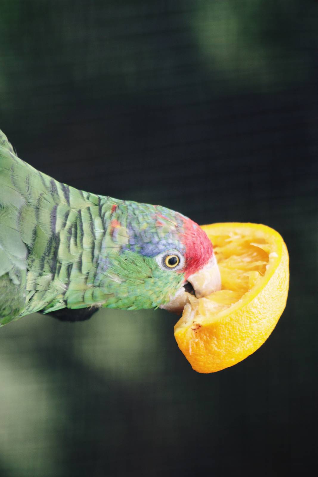 Parrot-fest 6th September 2010