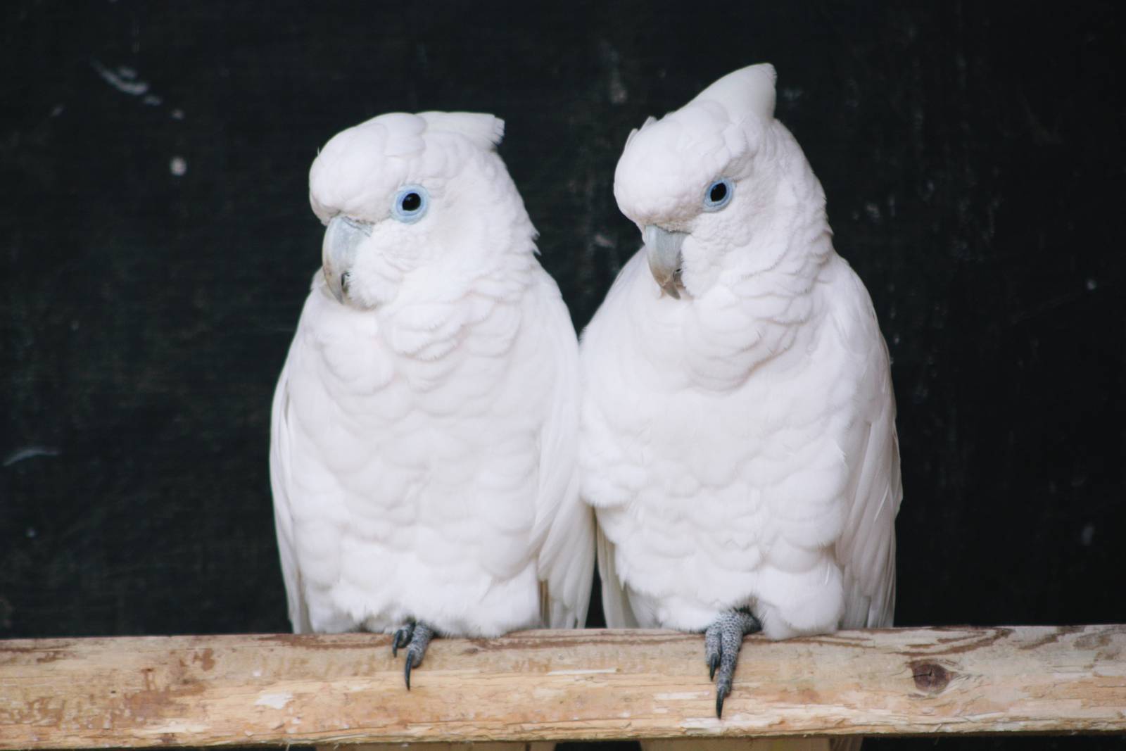 Parrot-fest 6th September 2010