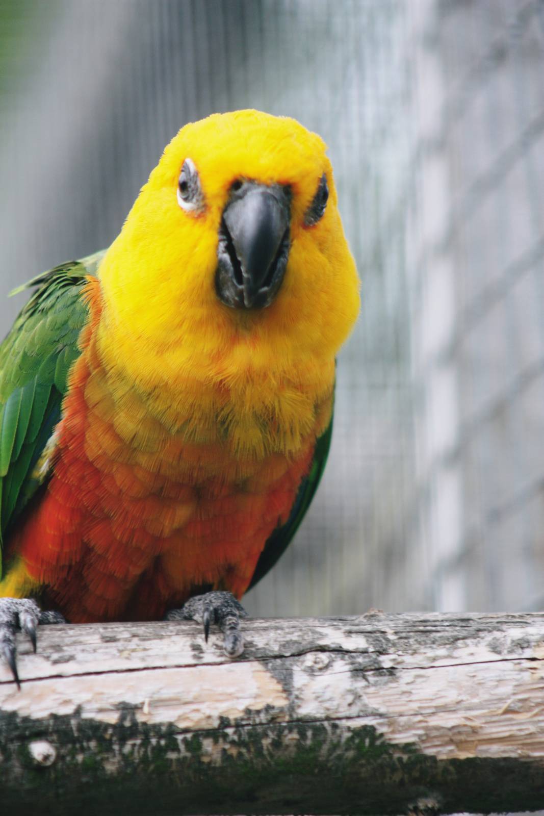 Parrot-fest 6th September 2010