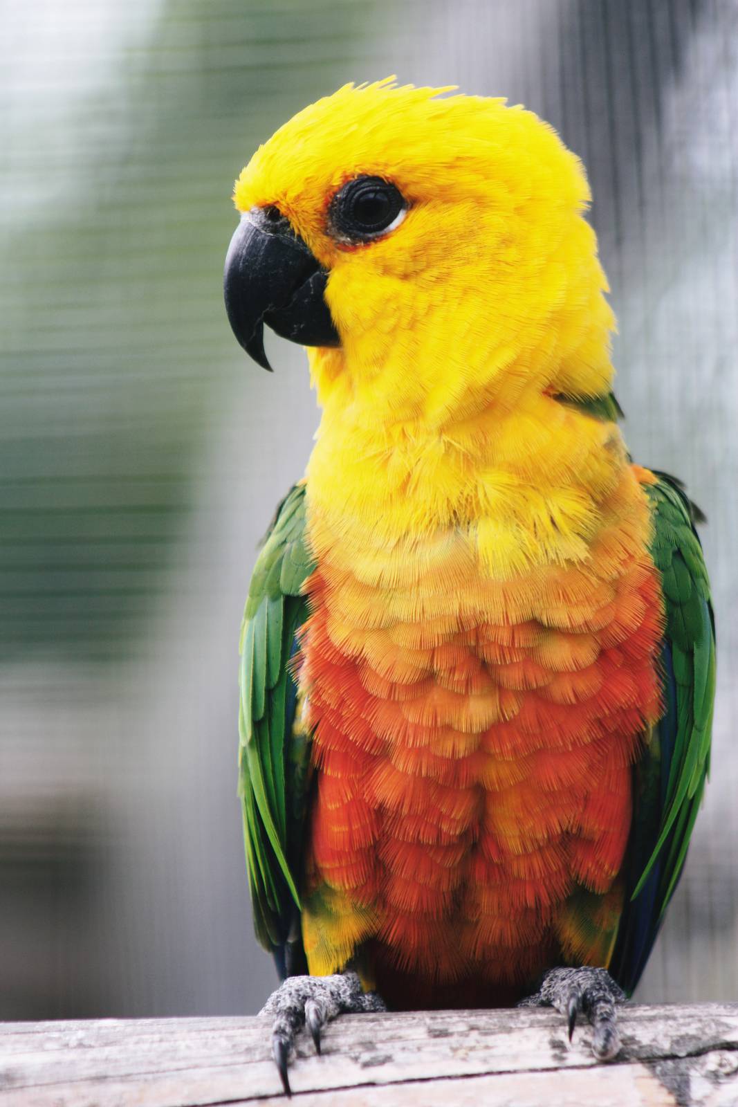 Parrot-fest 6th September 2010