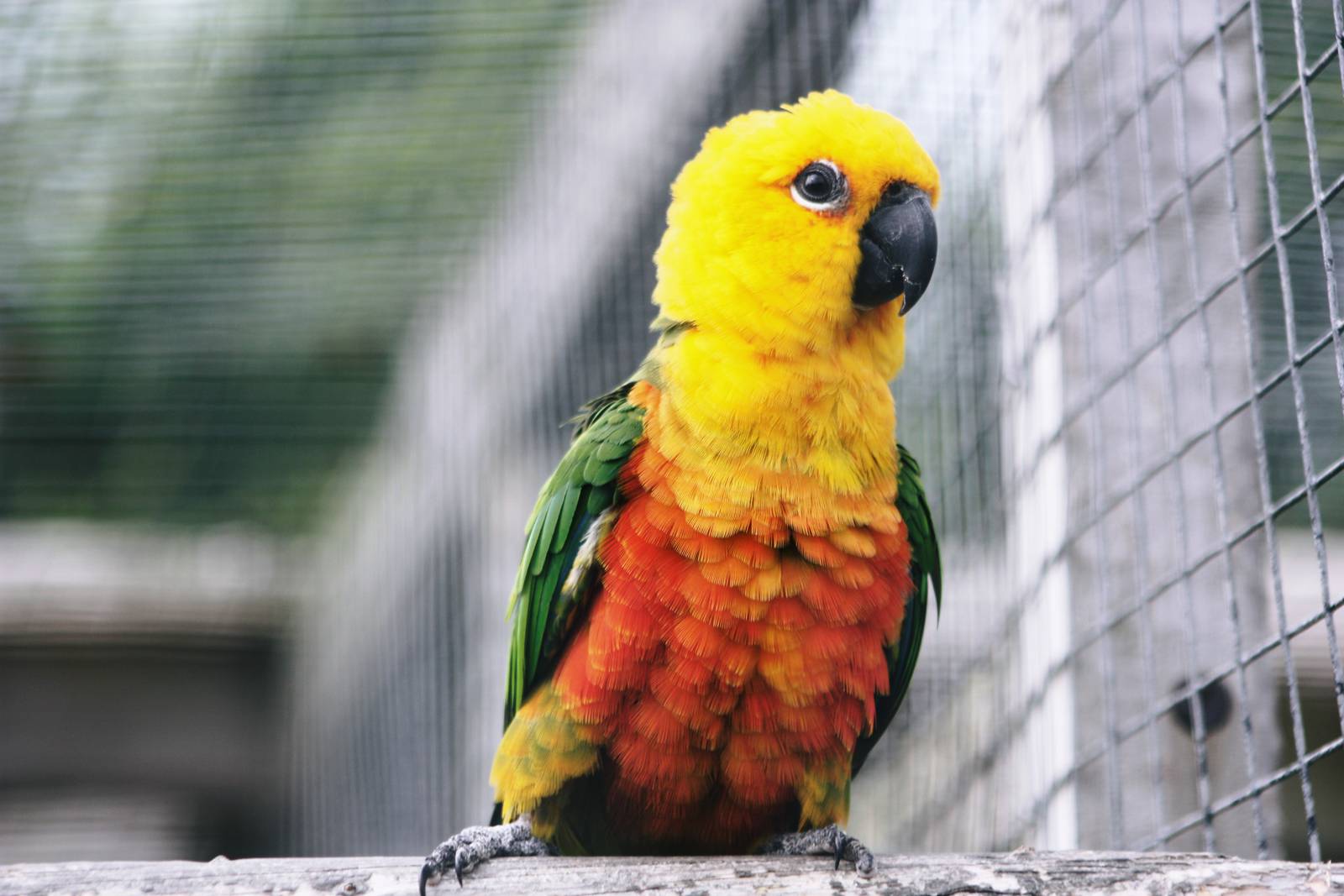 Parrot-fest 6th September 2010