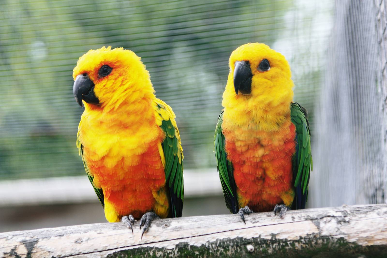 Parrot-fest 6th September 2010