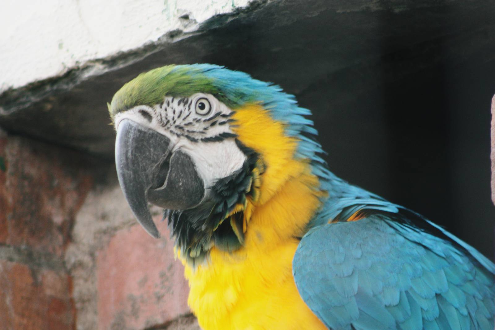 Parrot-fest 6th September 2010