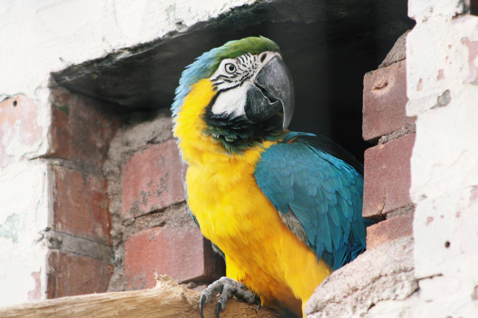 Parrot-fest 6th September 2010