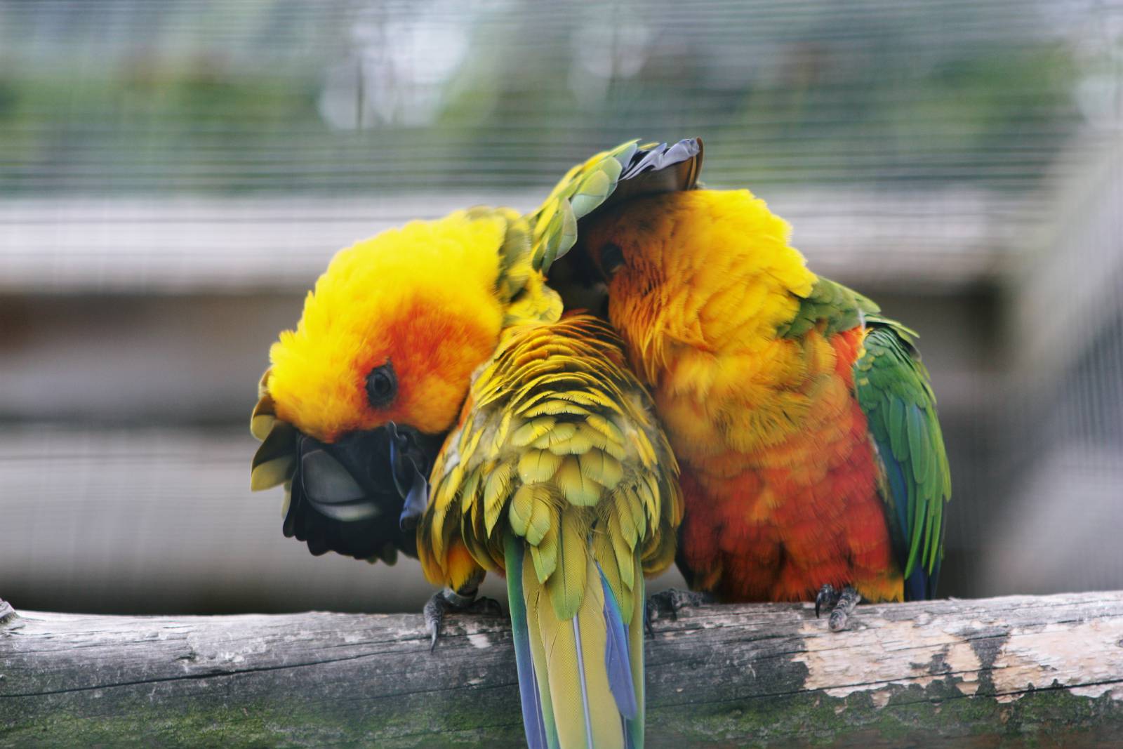 Parrot-fest 6th September 2010