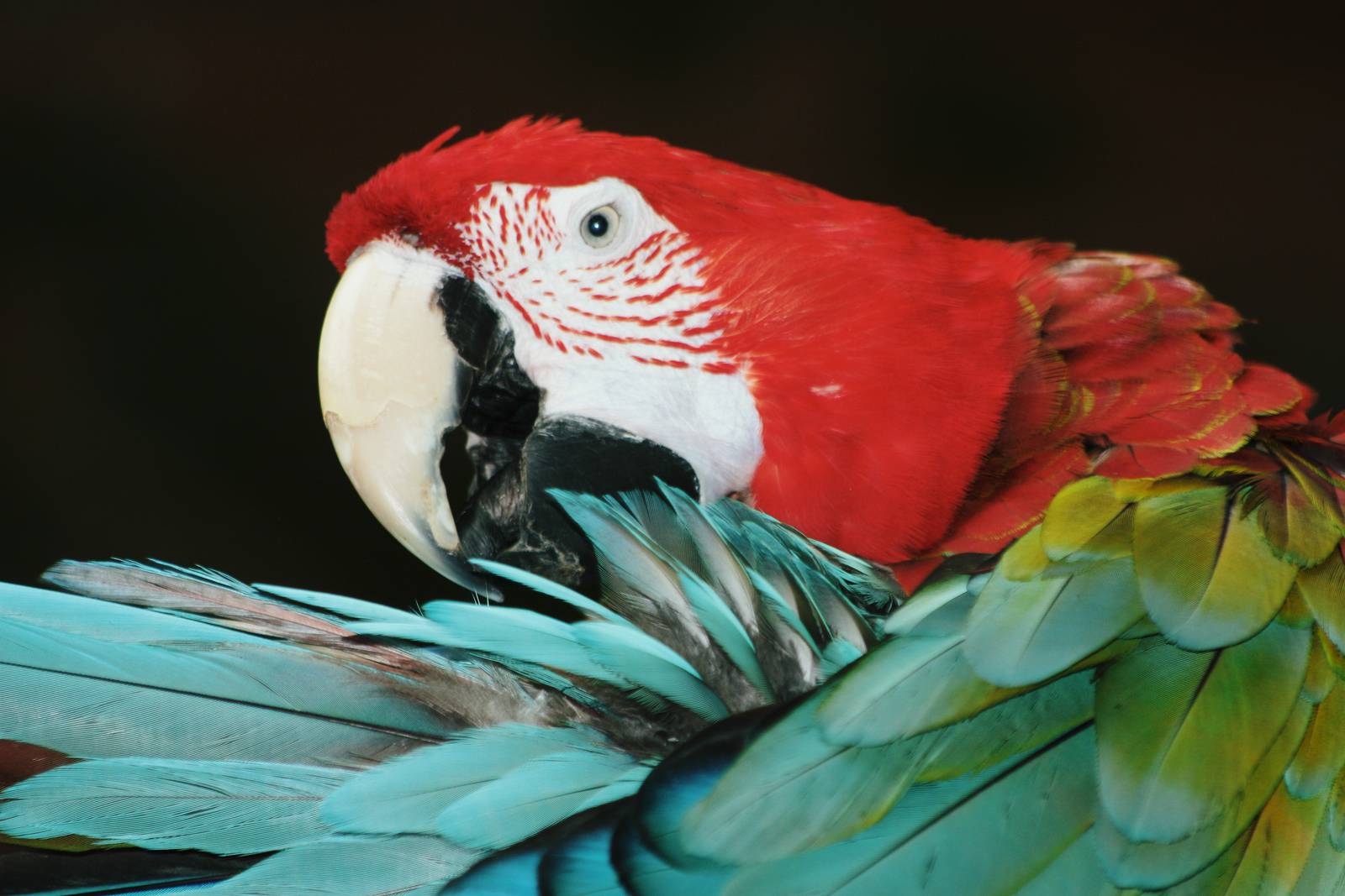 Parrot-fest 6th September 2010