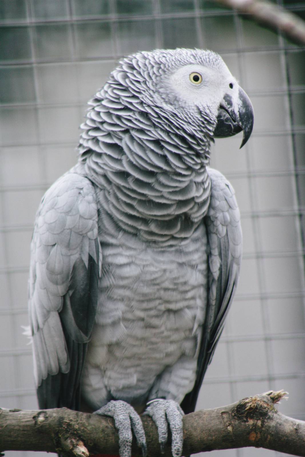 Parrot-fest 6th September 2010