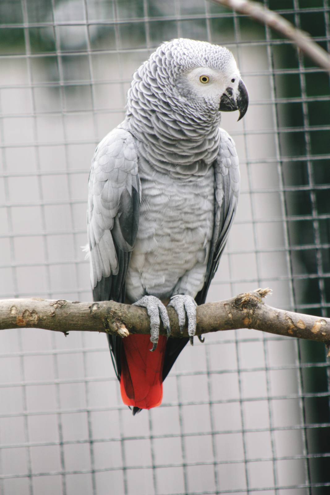 Parrot-fest 6th September 2010