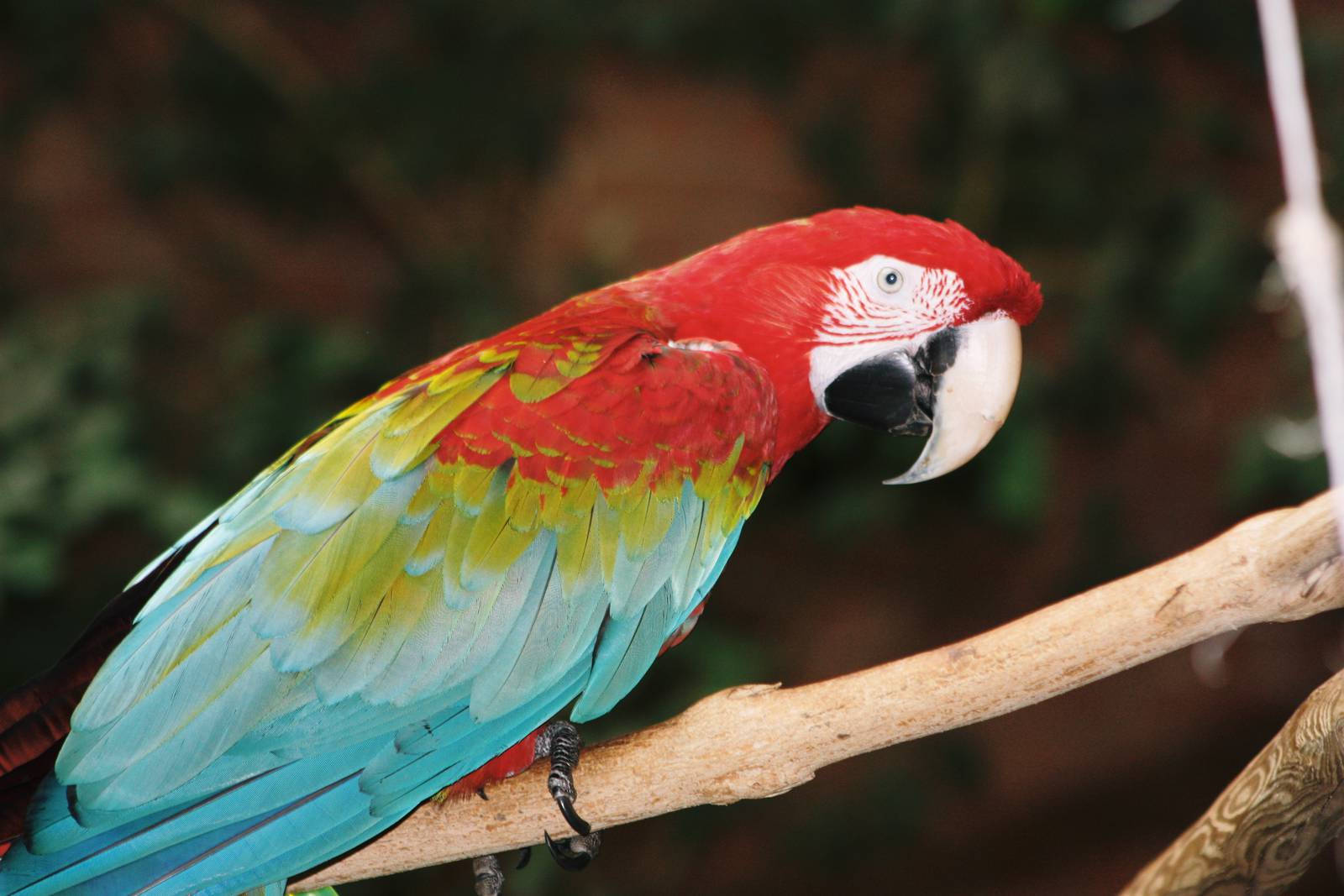 Parrot-fest 6th September 2010