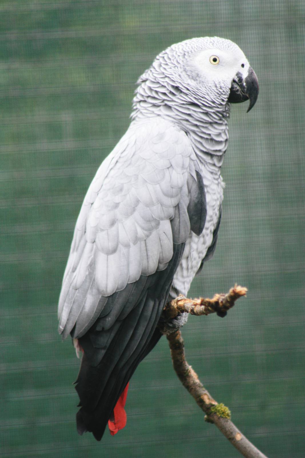 Parrot-fest 6th September 2010