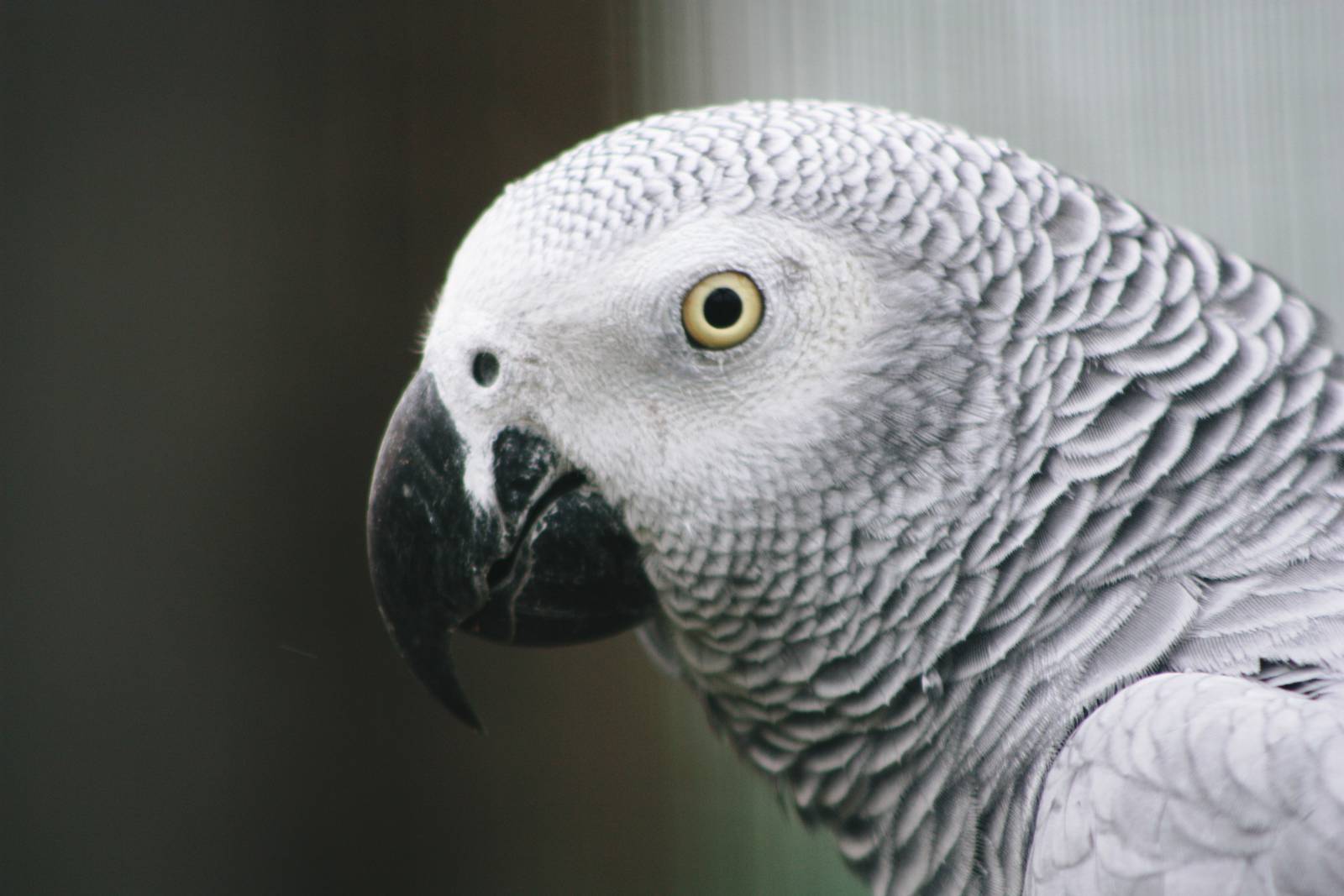 Parrot-fest 6th September 2010