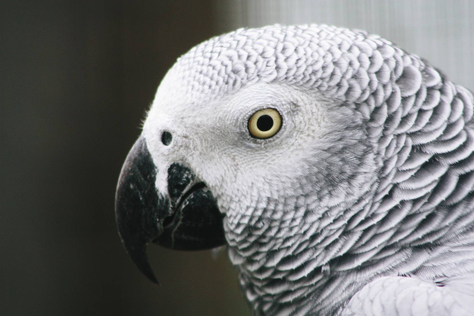 Parrot-fest 6th September 2010