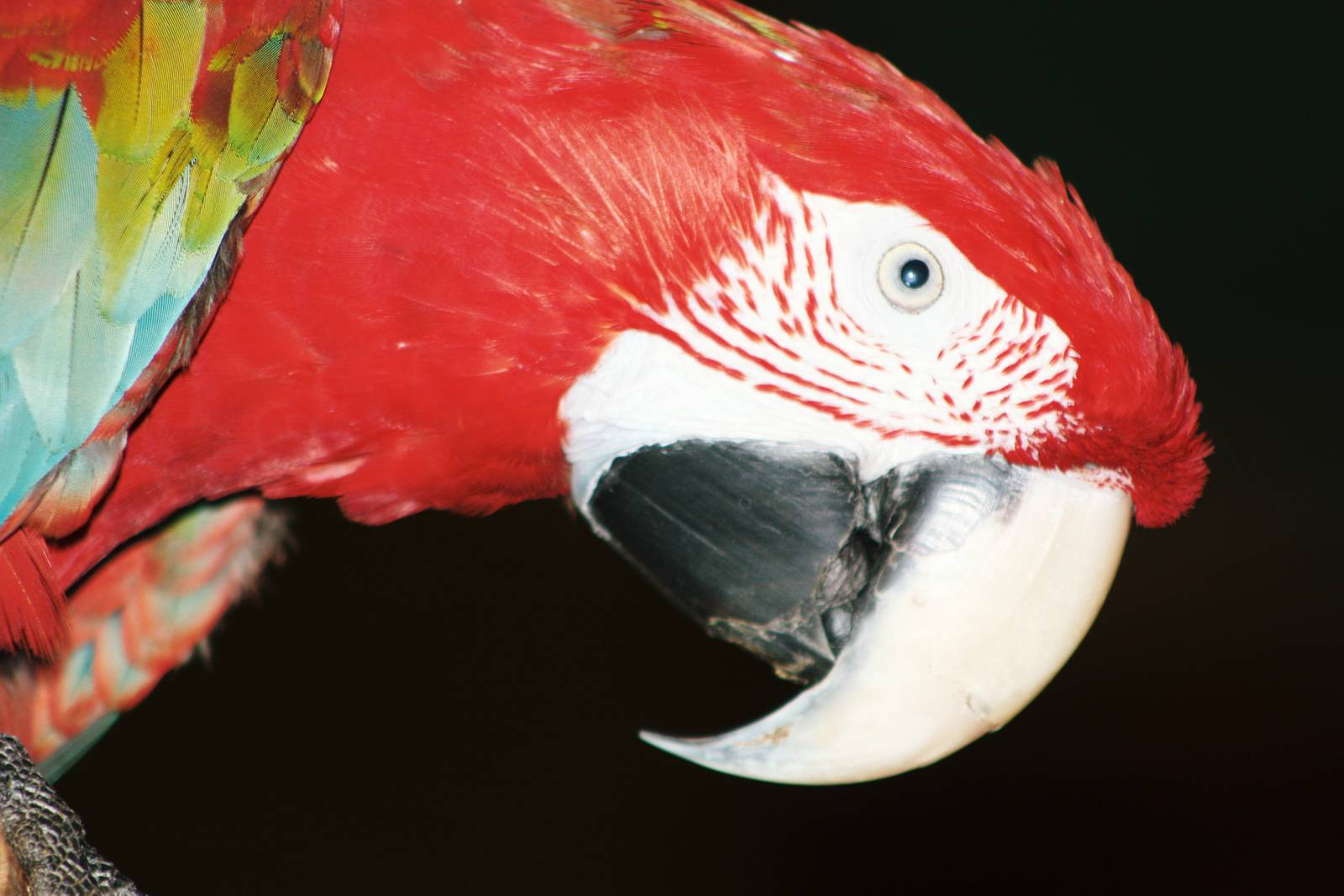 Parrot-fest 6th September 2010