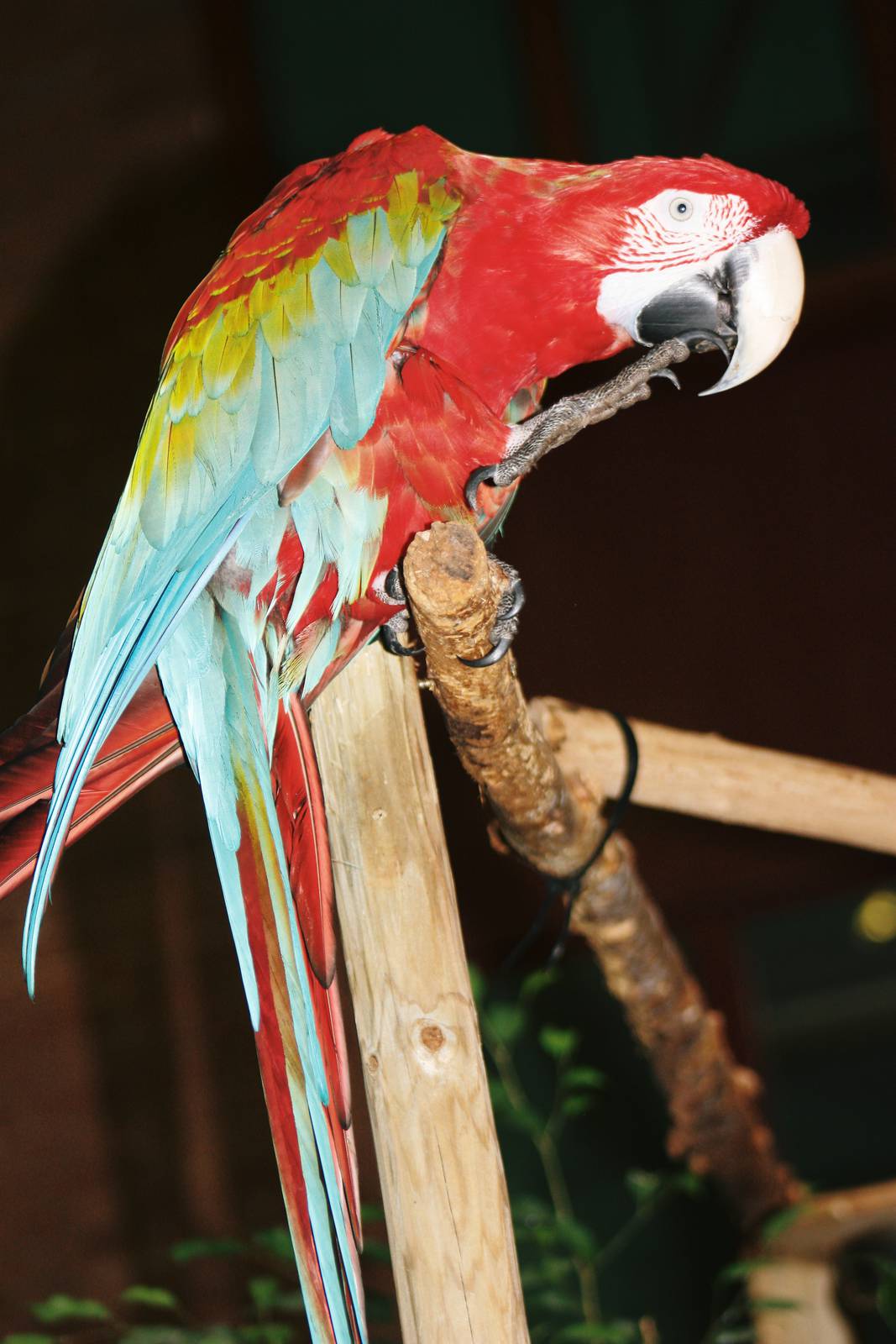 Parrot-fest 6th September 2010