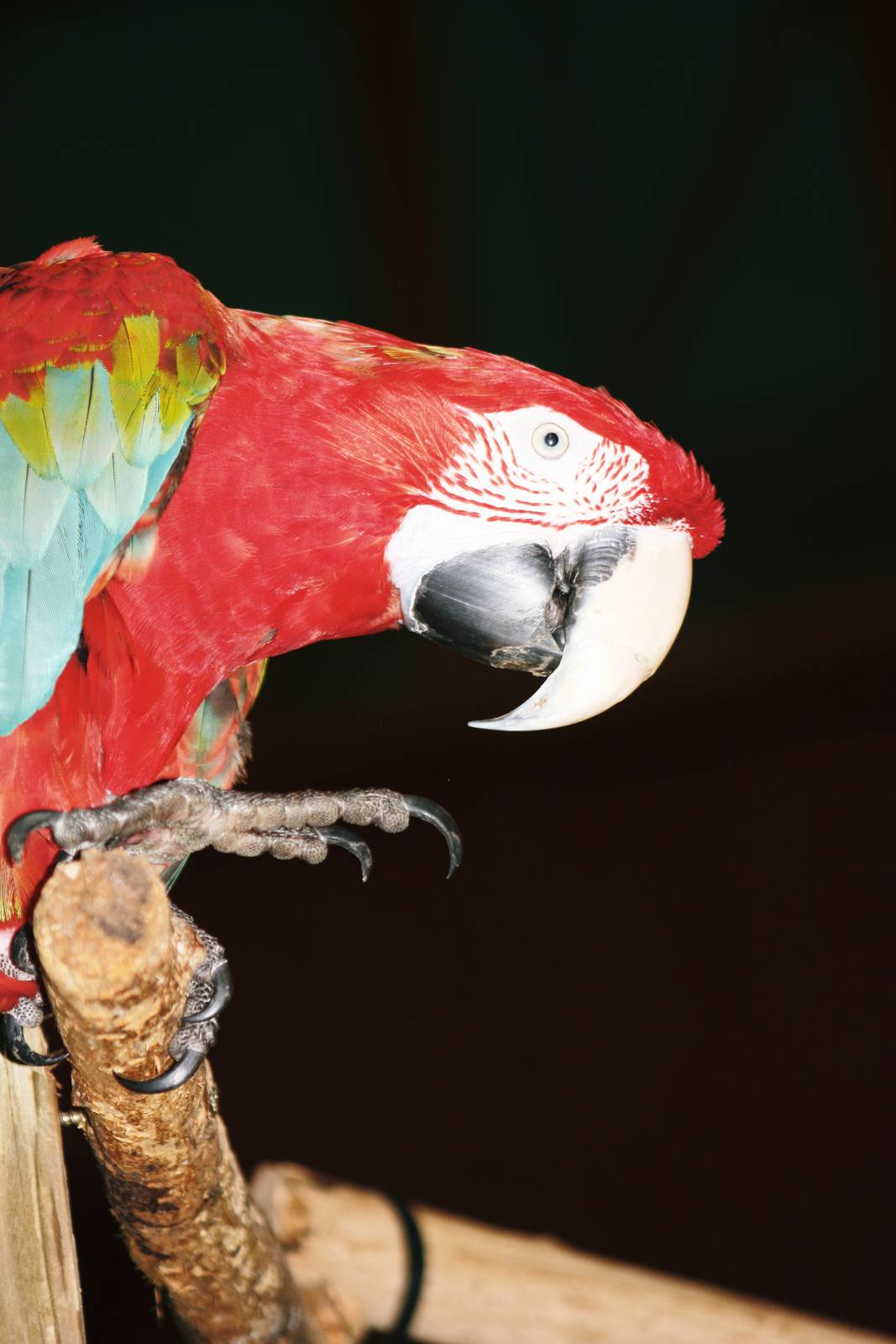 Parrot-fest 6th September 2010