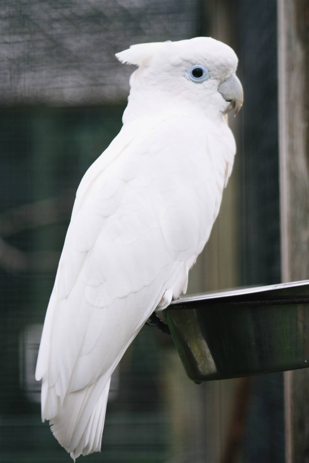 Parrot-fest 6th September 2010