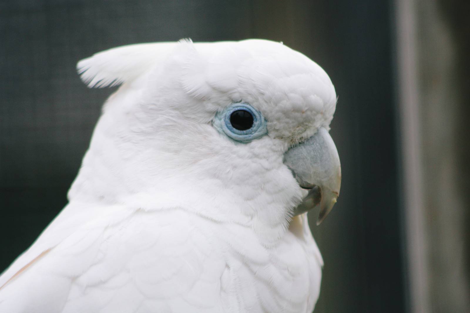 Parrot-fest 6th September 2010