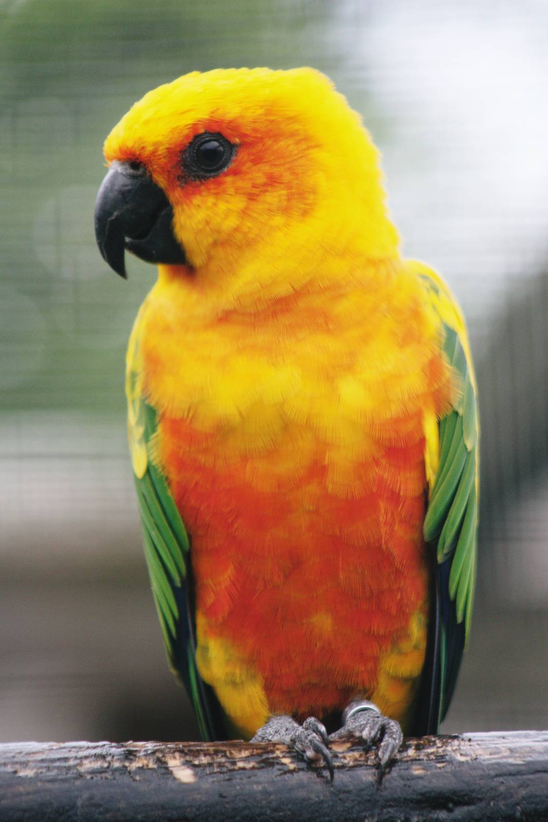 Parrot-fest 6th September 2010