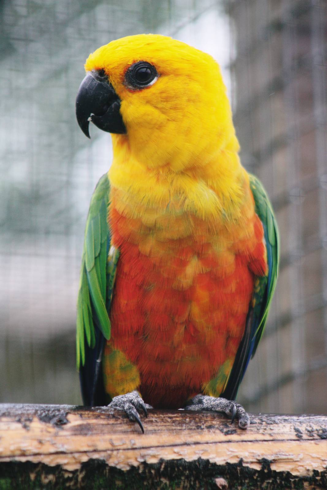 Parrot-fest 6th September 2010