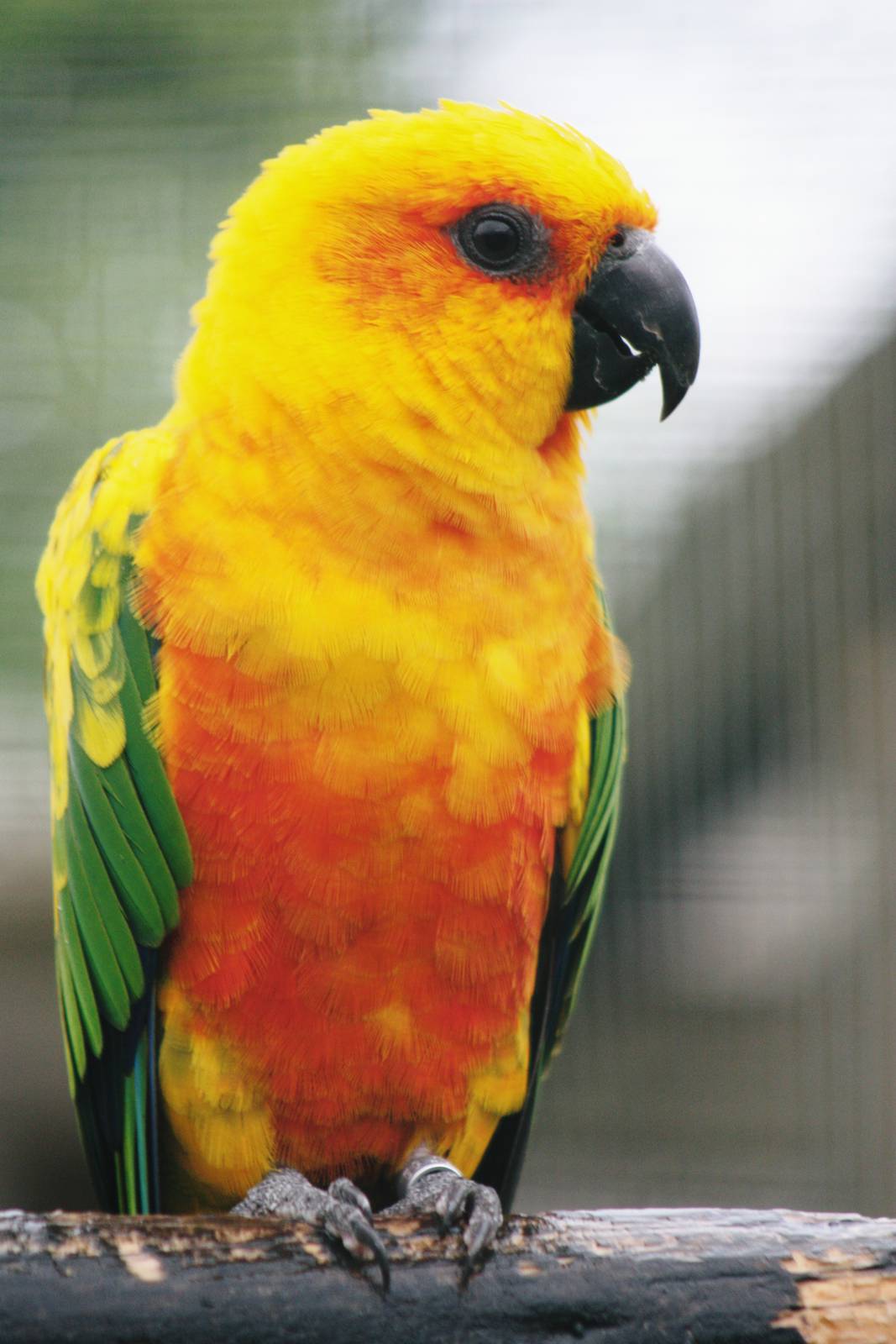 Parrot-fest 6th September 2010