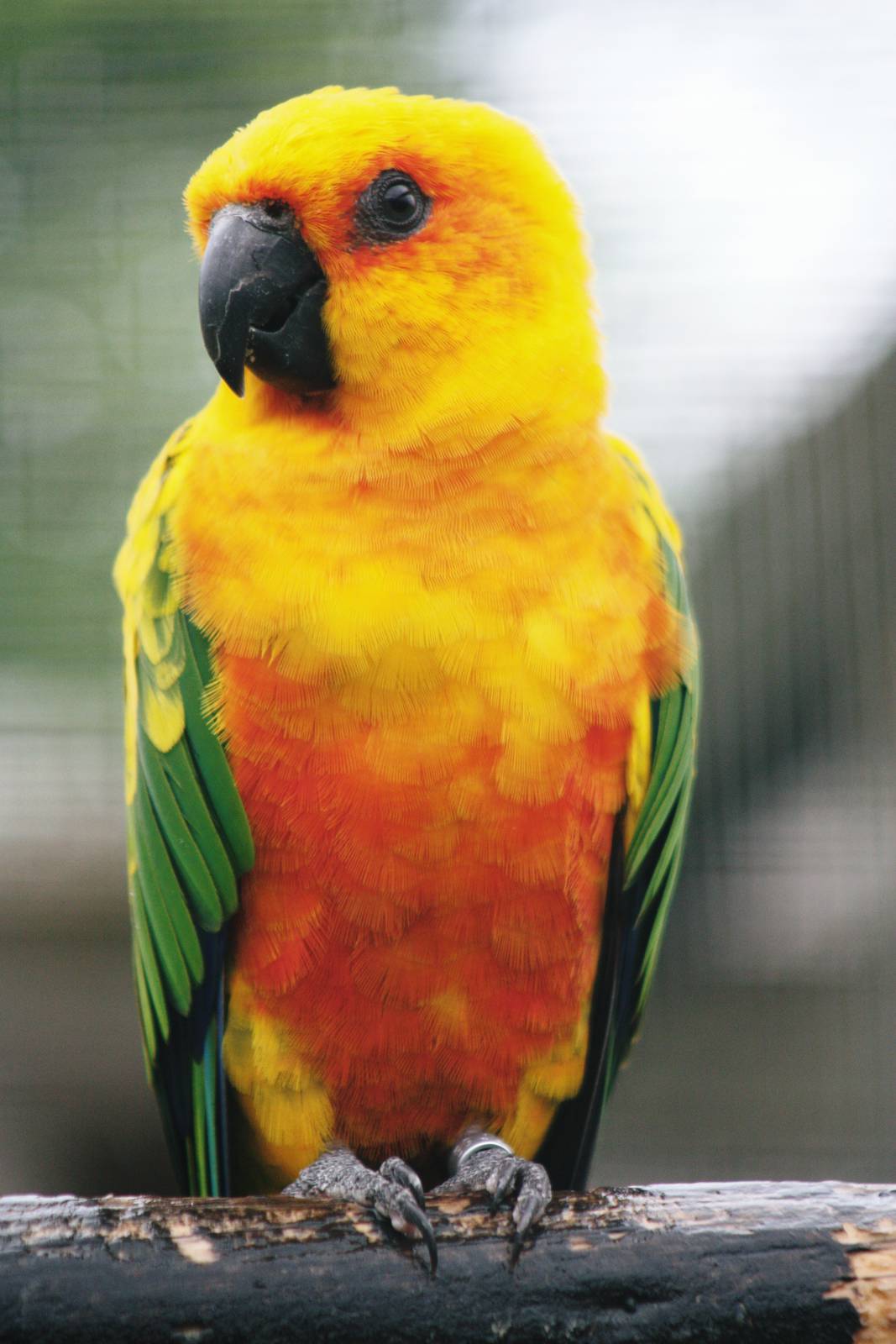 Parrot-fest 6th September 2010