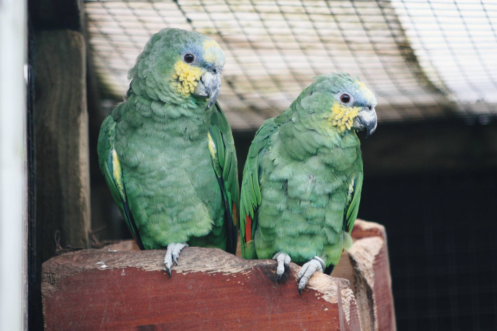 Parrot-fest 6th September 2010