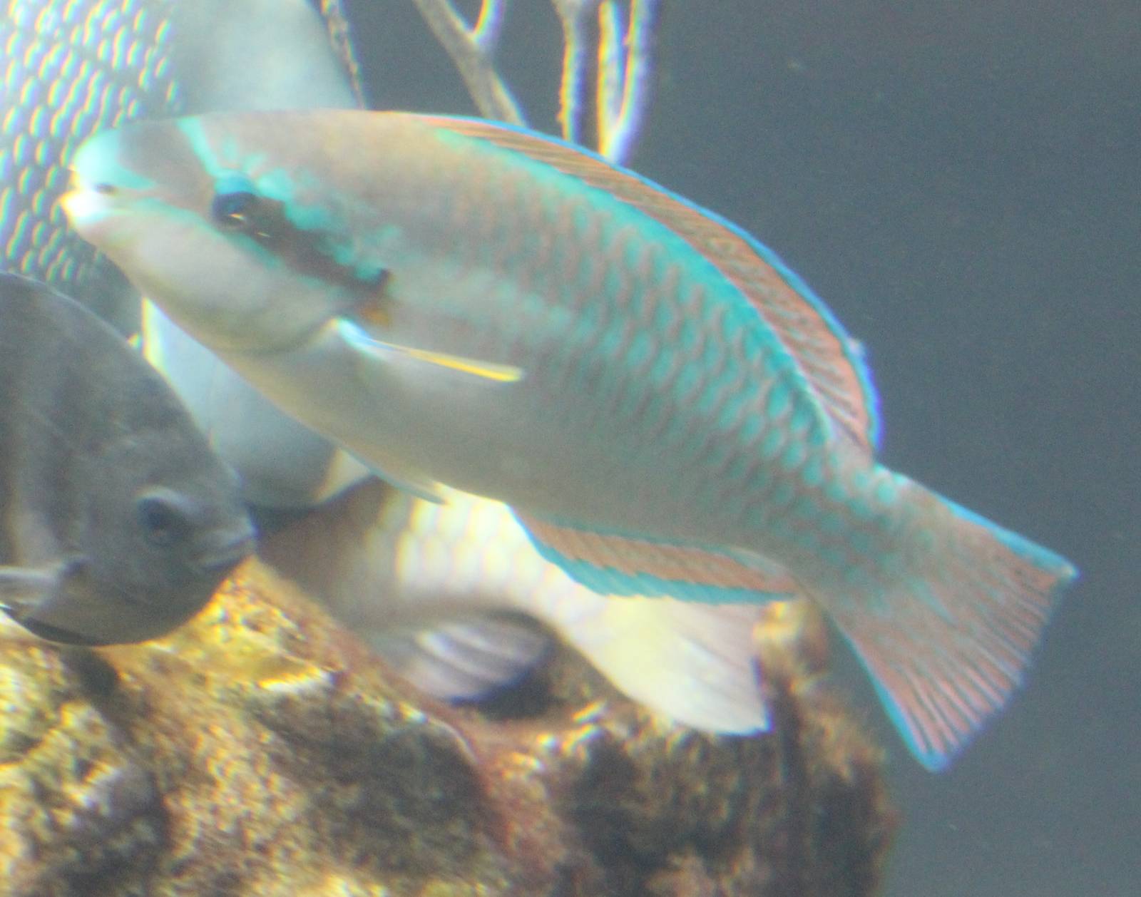 Parrot fish species