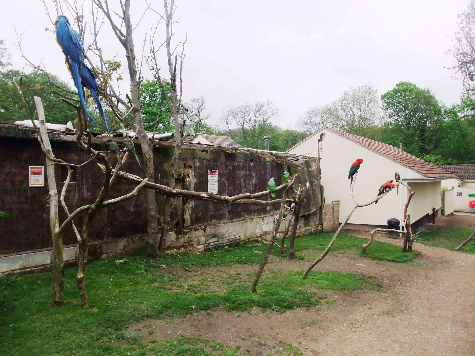 Parrot Garden at Tropical Birdland, 18/05/13