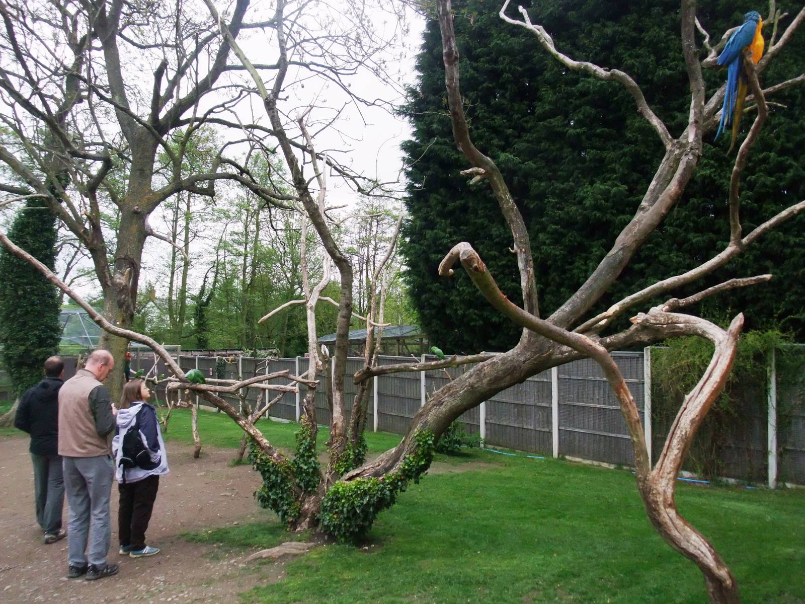 Parrot Garden at Tropical Birdland, 18/05/13