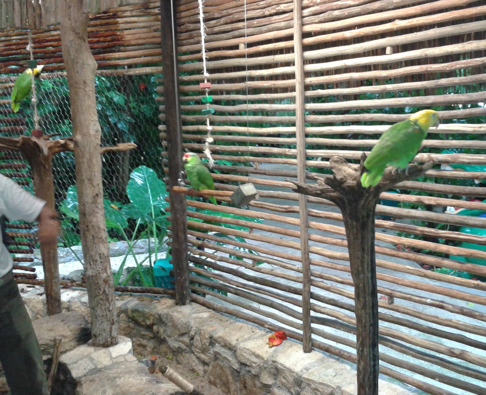 Parrot holding area