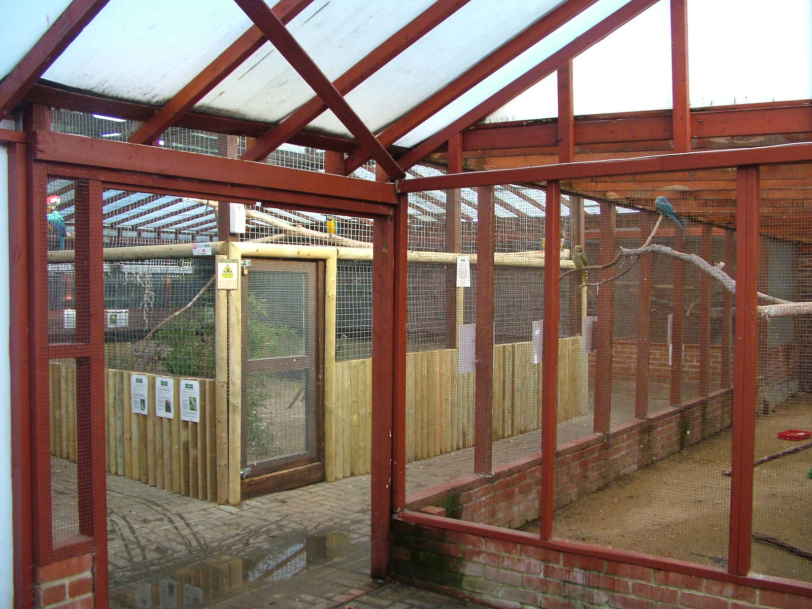 Parrot House at Wingham 28/11/09