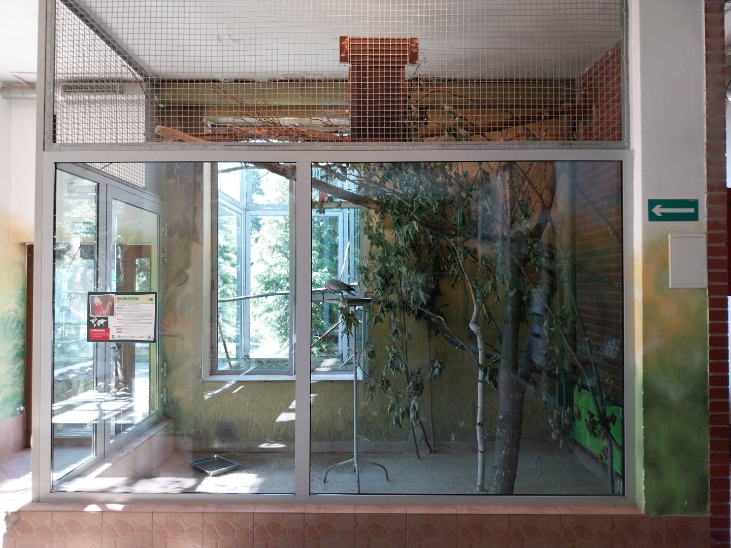 Parrot House - Galah (Eolophus roseicapilla = Cacatua roseicapilla)