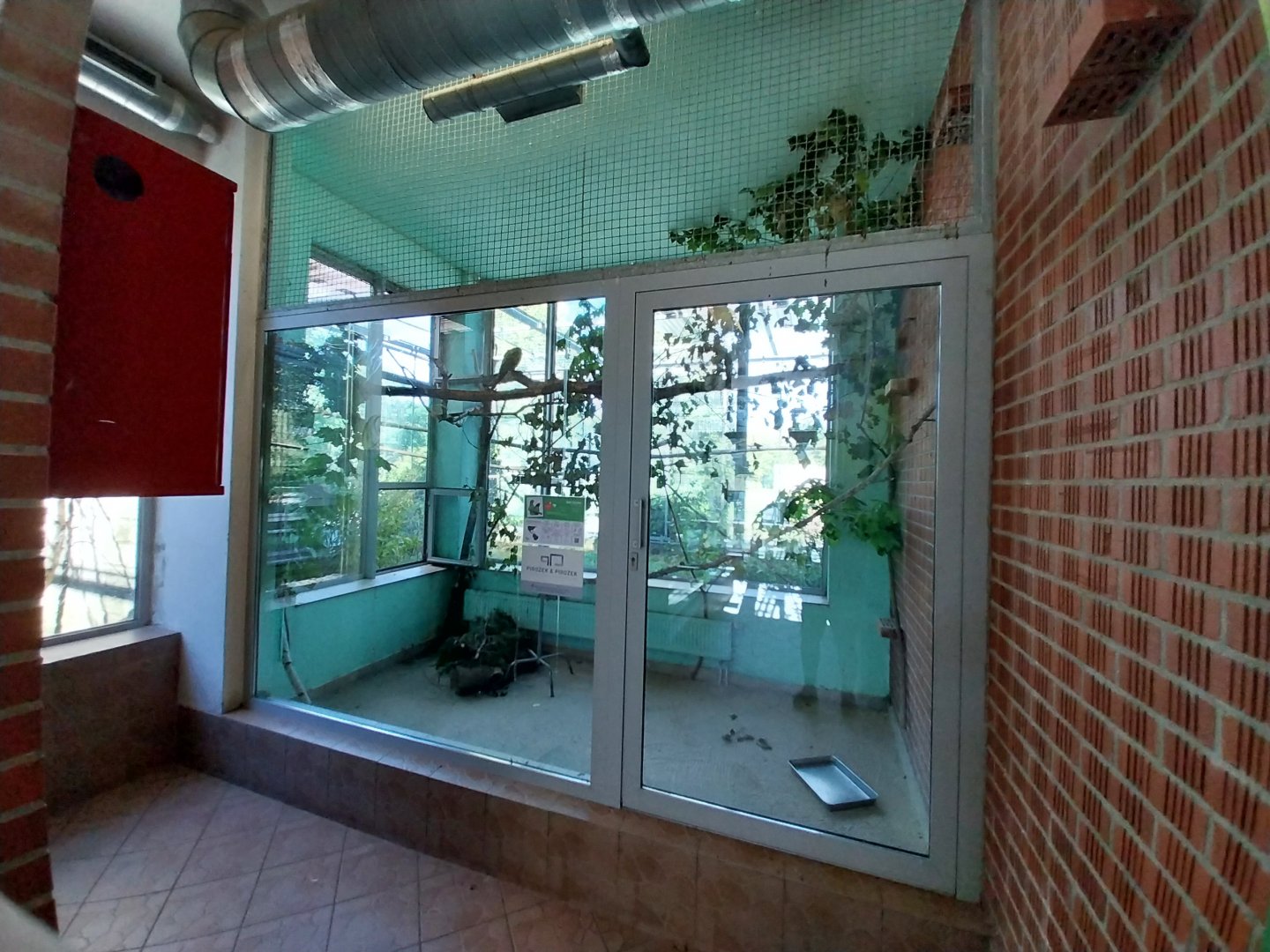 Parrot House - Military macaw (Ara militaris