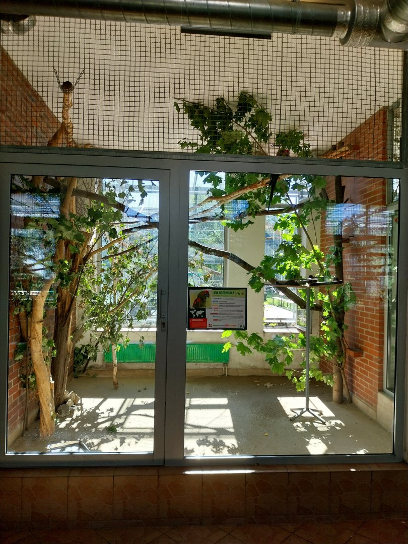 Parrot House - Red-fronted macaw (Ara rubrogenys)