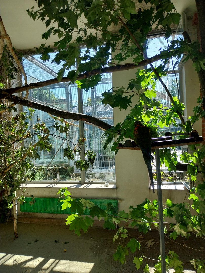 Parrot House - Red-fronted macaw (Ara rubrogenys)