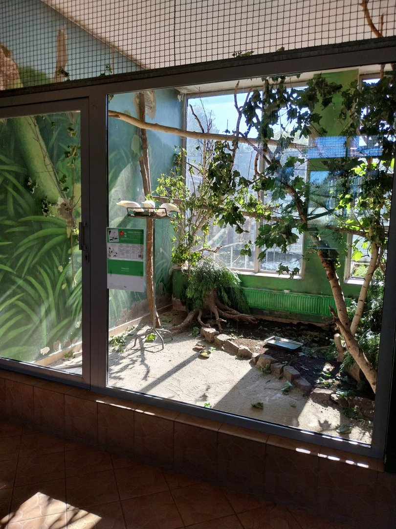 Parrot House - Yellow-crested Cockatoo (Cacatua sulphurea)
