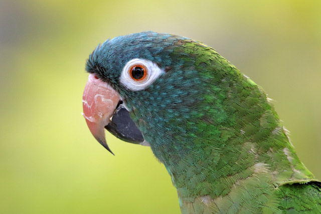 Parrot ID - Bird Paradise (Singapore)