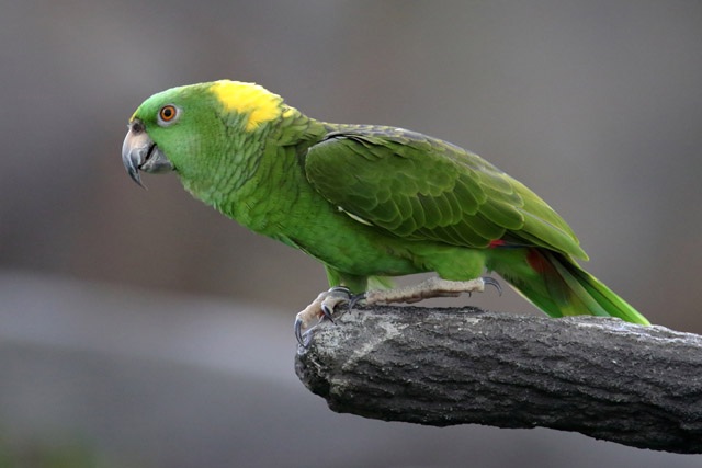 Parrot ID - Bird Paradise (Singapore)