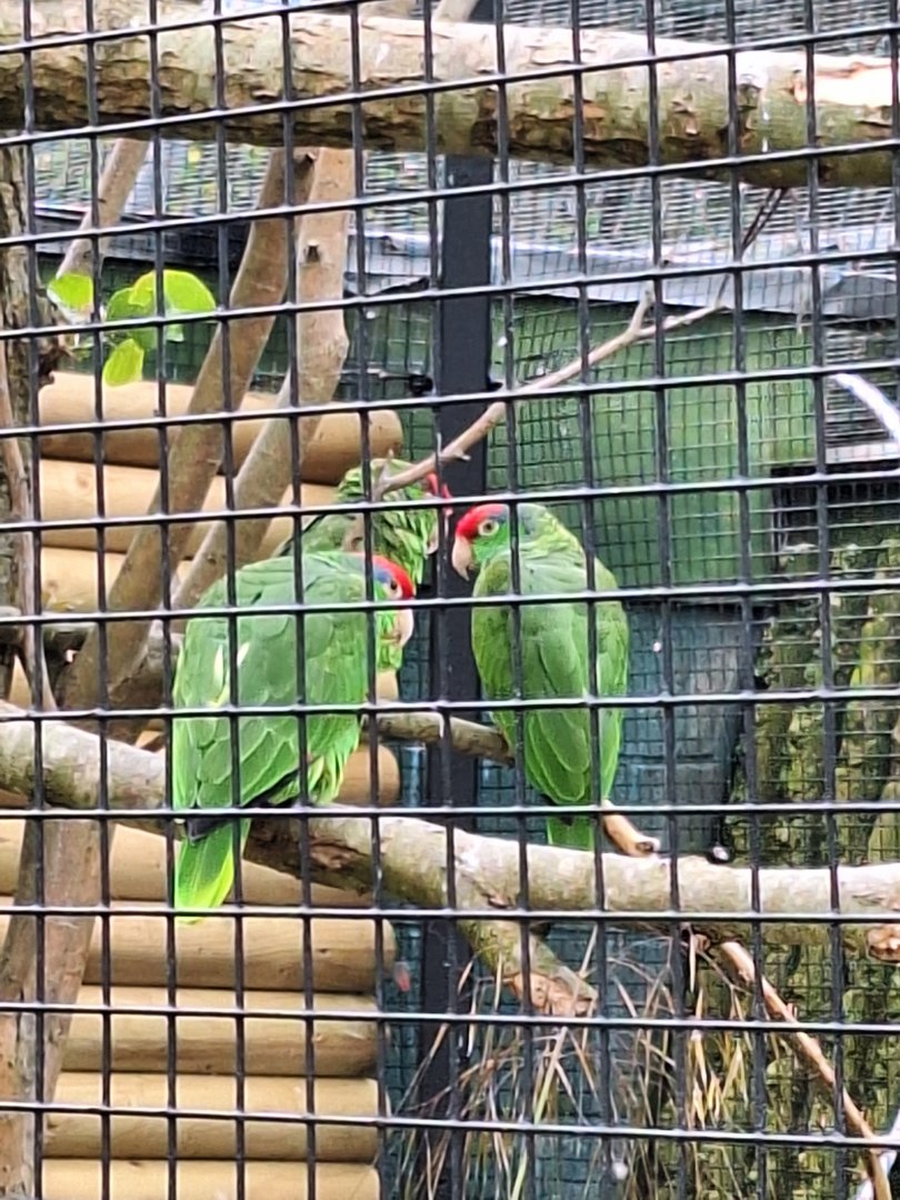 Parrot ID - Blackpool Zoo