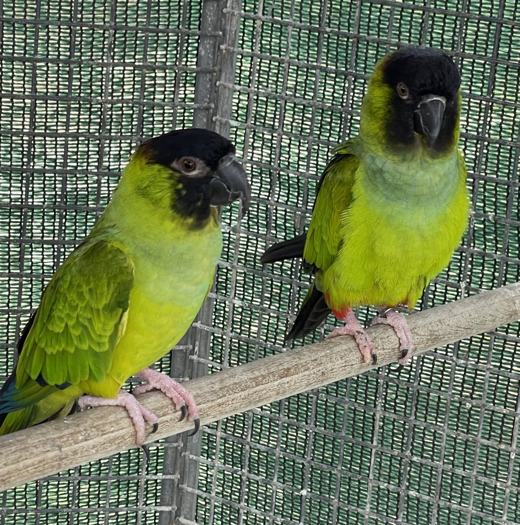 Parrot ID? ~ L’Arka ta’ Noe