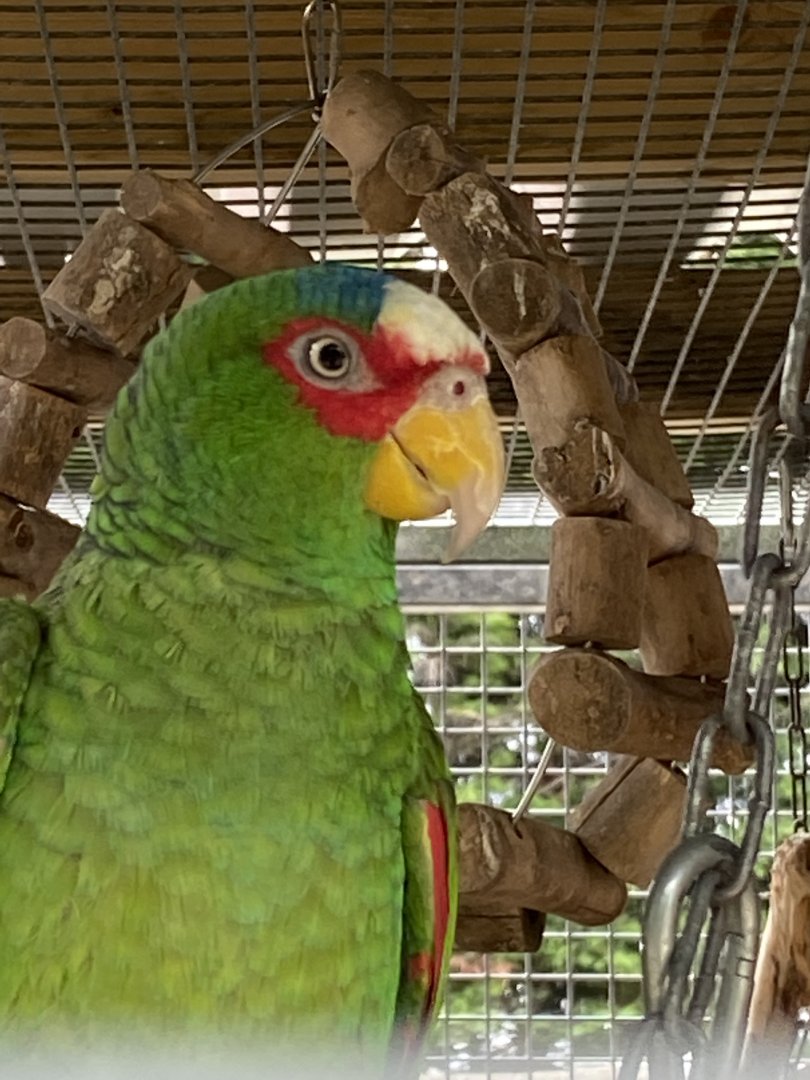 Parrot ID? - Lincolnshire wildlife park
